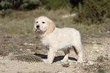 GOLDEN RETRIEVER 531